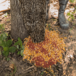 Treehugger - TRUBark HD™ with corn