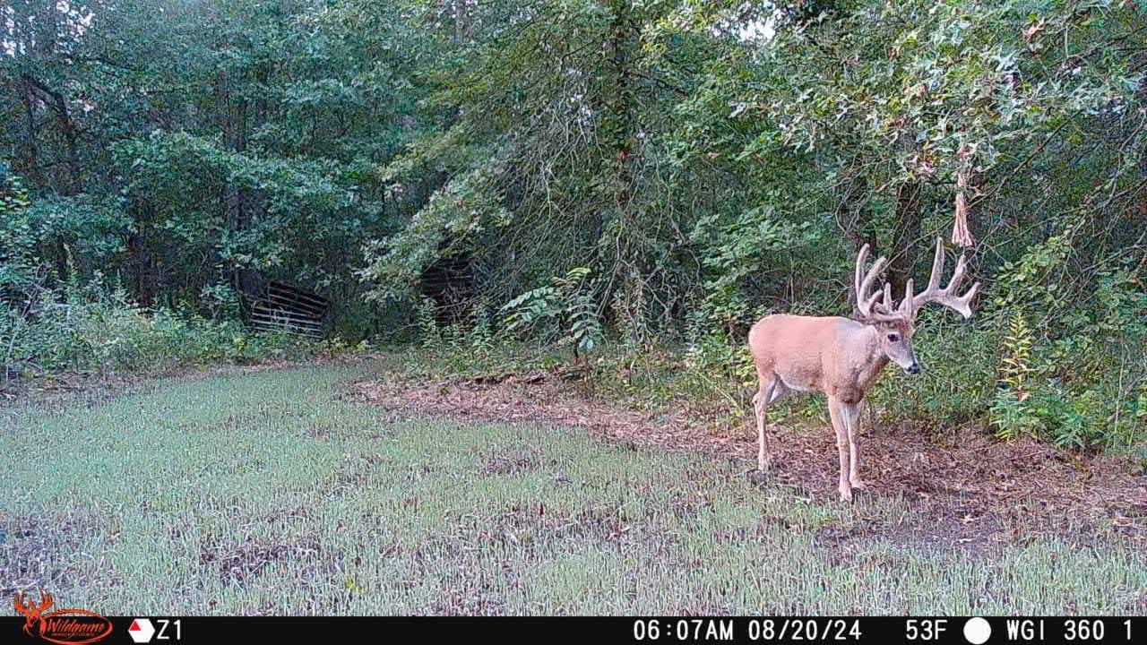 nc trail camera buck pictures