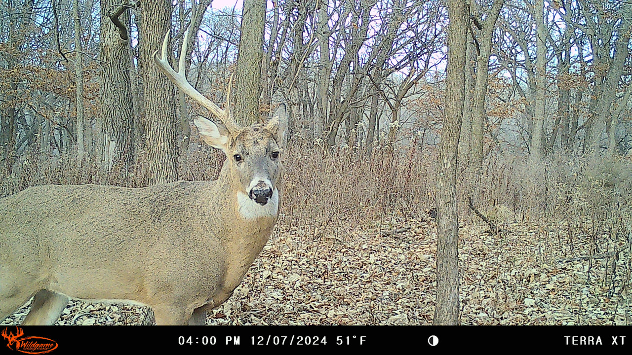 Big Buck The Best Deer Camera Terra XT Wildgame Innovations