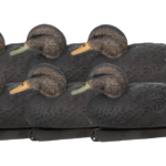Black Ducks Floater Decoys