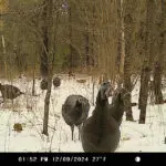 Terra Xt 2.0 3 Pack